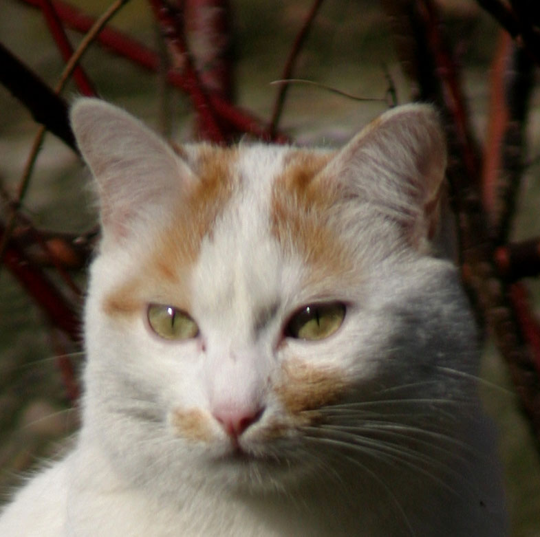 gatto.jpg