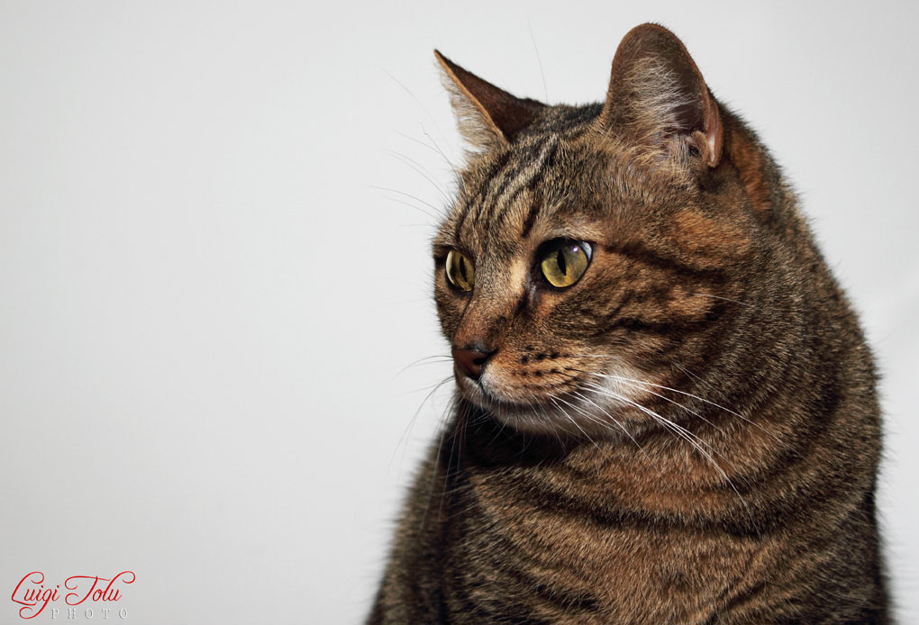 gatto.jpg