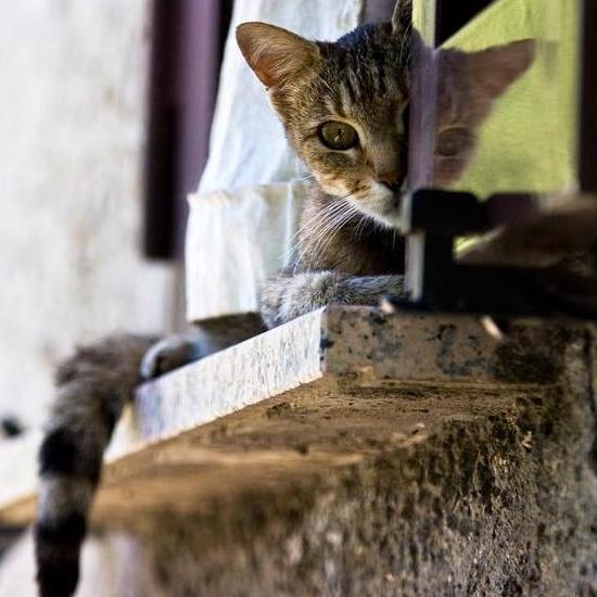 gatto giulio74.JPG