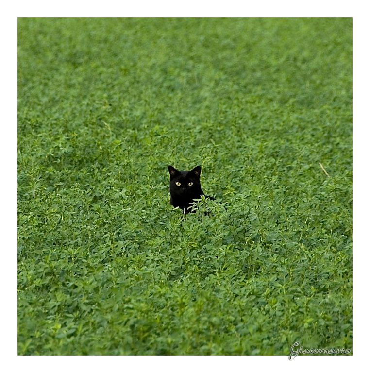 gattoquadrato [1024x768].jpg