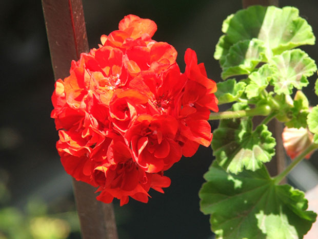 geranio.jpg