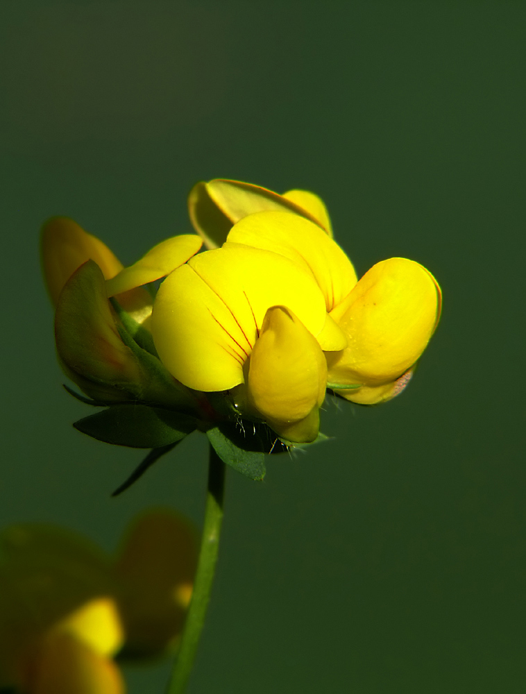 giallo_p4y.jpg