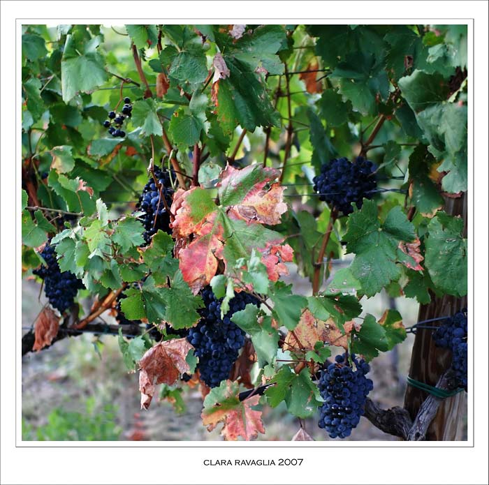 grappoli.jpg