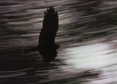 HAAS Scan1910080027.JPG