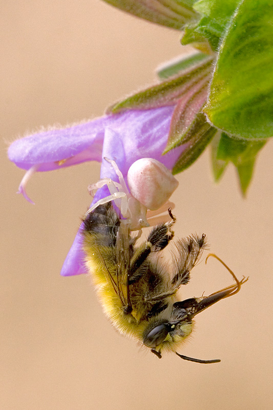 I duellanti crop vert.jpg