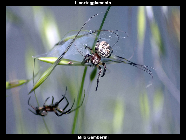 Il corteggiamento.jpg