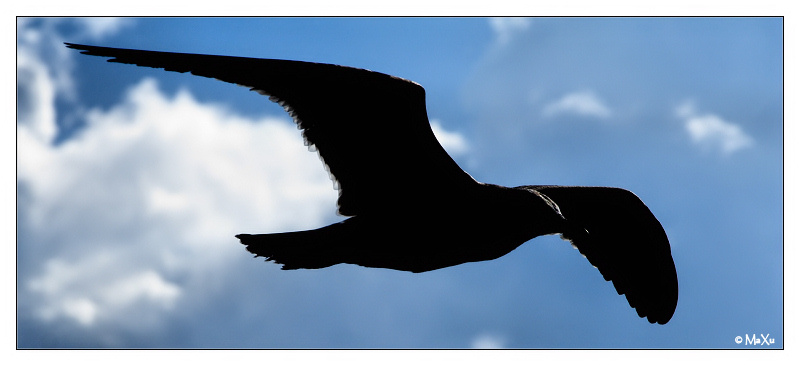 Il gabbiano nero 90KB.jpg