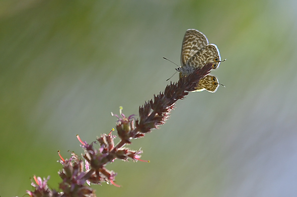 Il mio silenzio....jpg