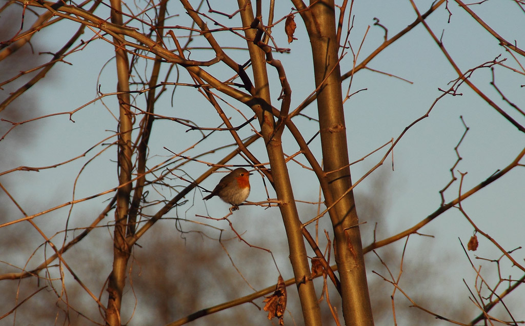 il pettirosso di wizard.jpg