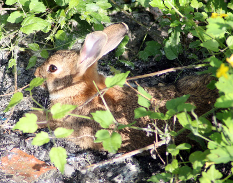 IMG_3179-coniglio800.jpg