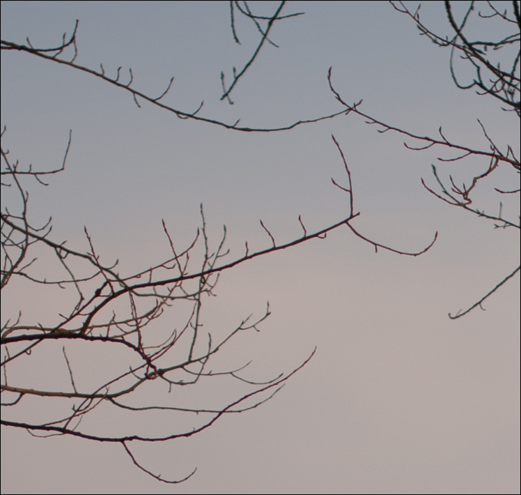 IMG_5347 crop 100%.jpg