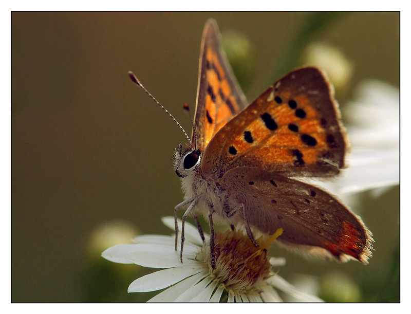 IN POSA A COLORI.jpg