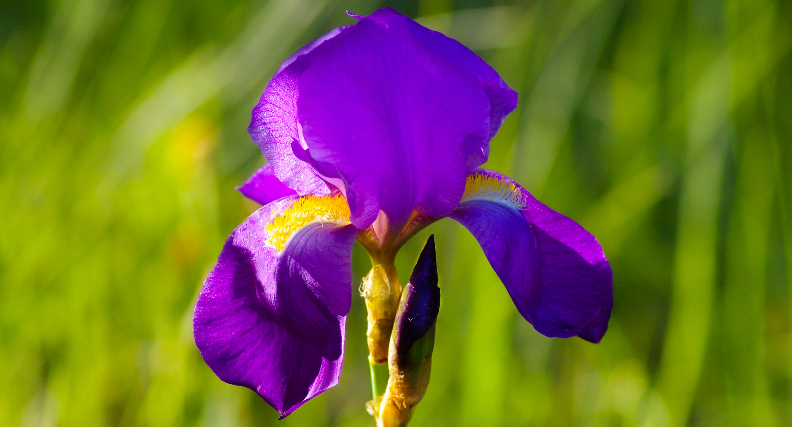 iris2c.jpg