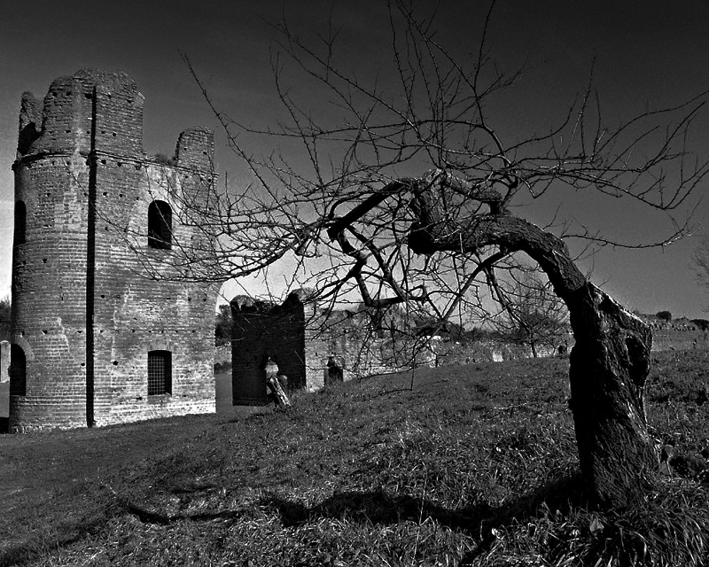 L'albero di Massenzio.jpg