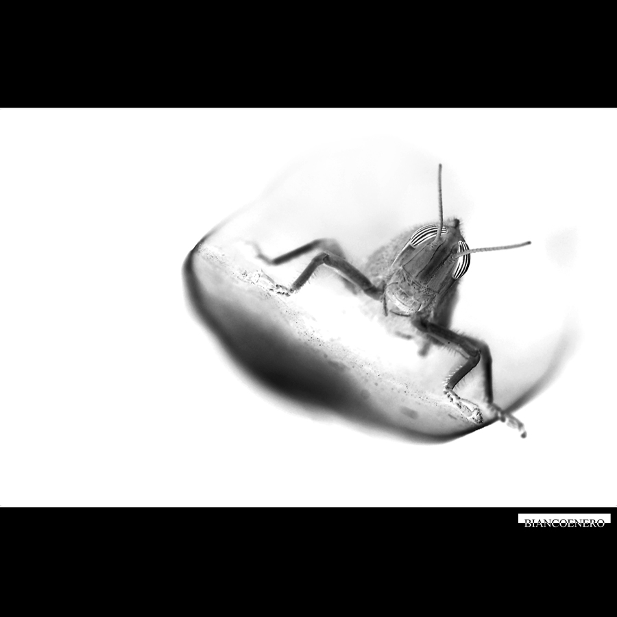 LA CAVALLETTA versione aliena.jpg