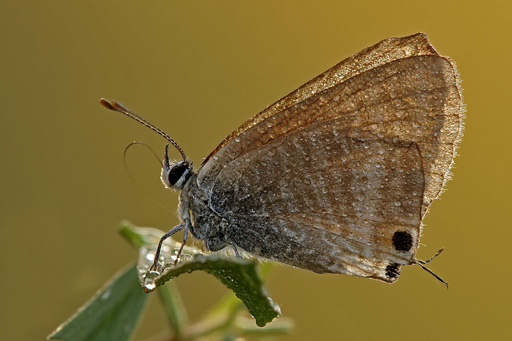 Lampides Boeticus.jpg