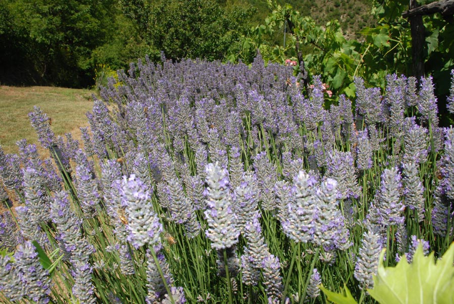 lavanda.jpg