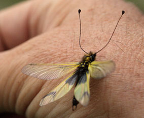 LIBElloides Luciano.jpg