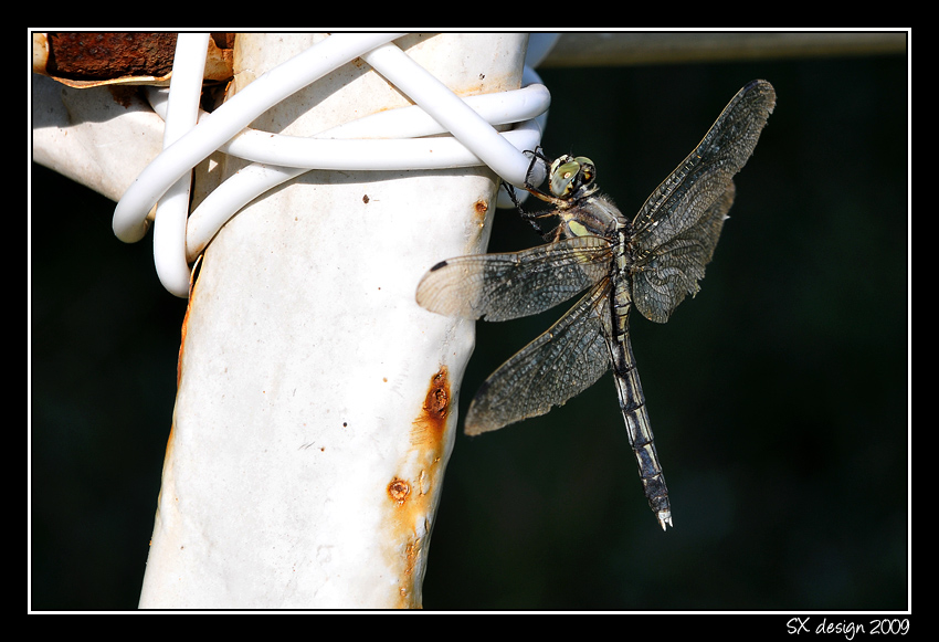 libellula-macro.jpg