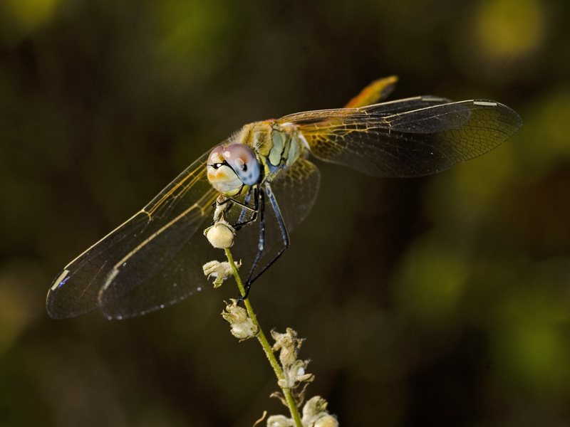 libellula01p4u2.jpg