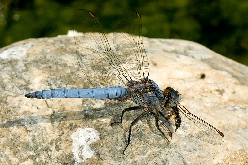 libellula con preda1.jpg