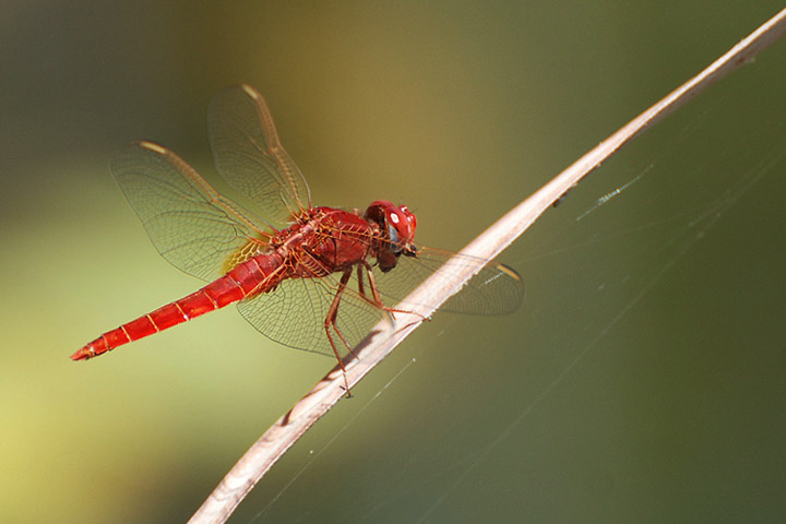 libellula_small_3.jpg