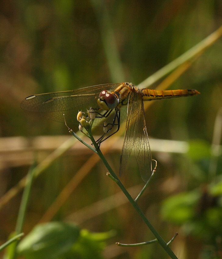libellulaF.jpg
