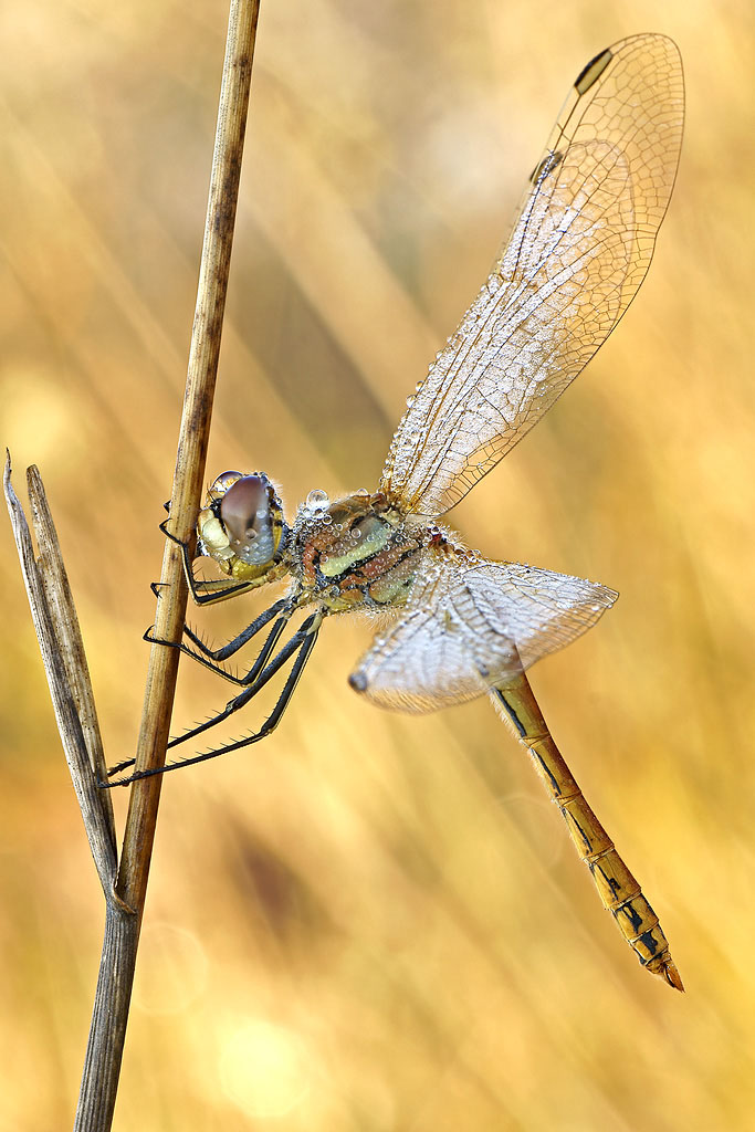 libellulaombra2421.jpg