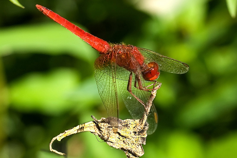 libellularossa1.jpg