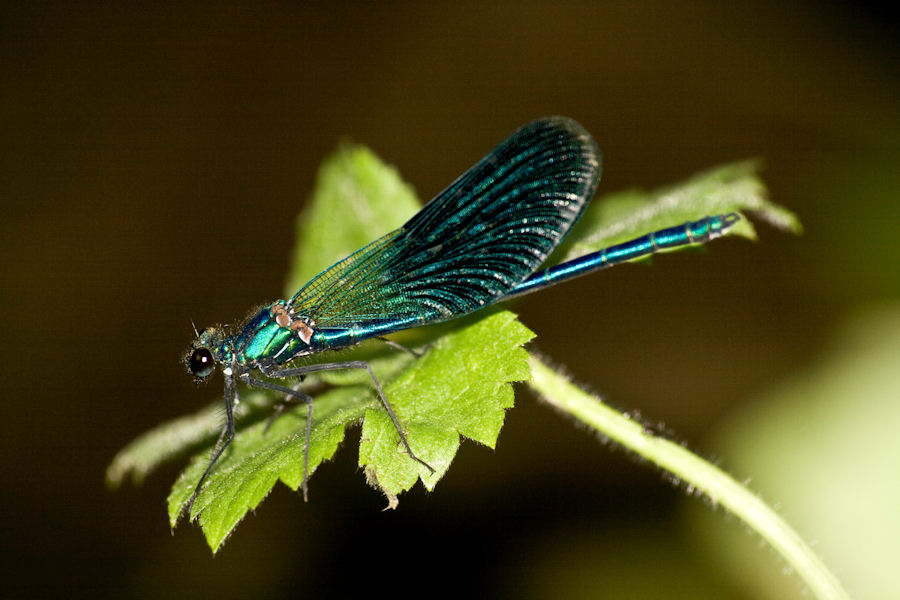 liBEllullllaaa !24.jpg