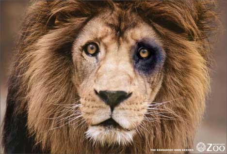 lion[1].jpg