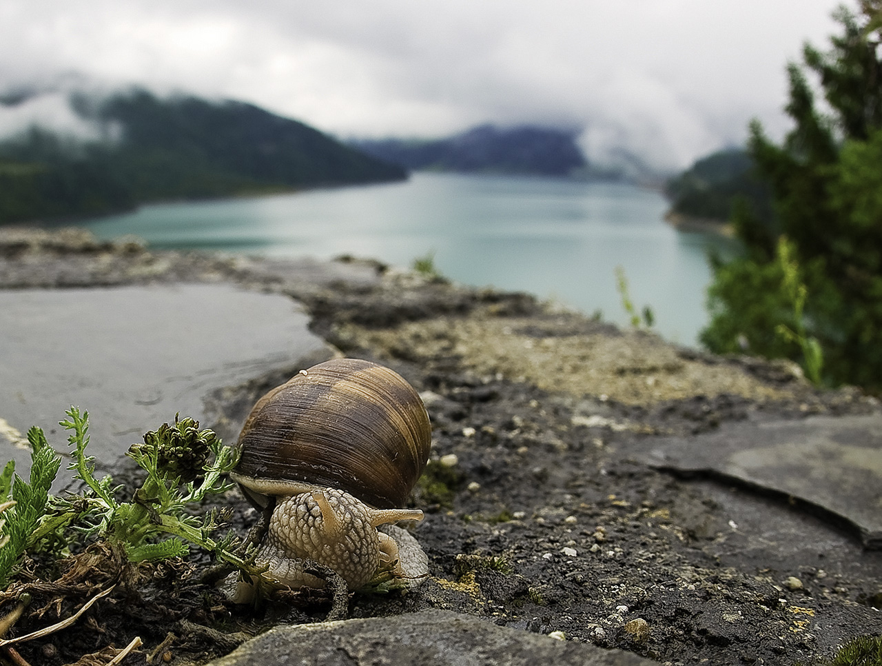 Lumaca al Lac du Bourget.jpg