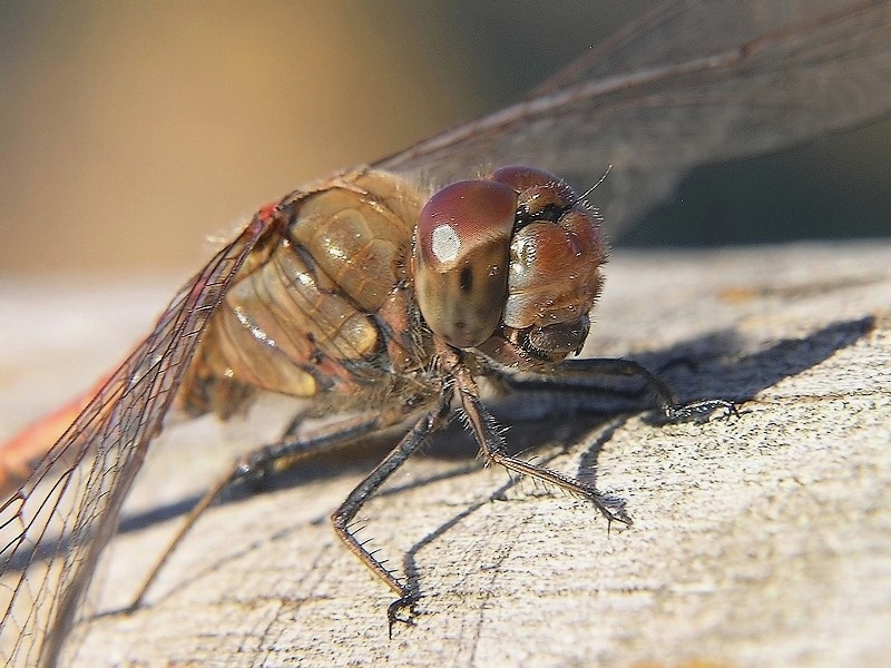 Macro  libellula.jpg