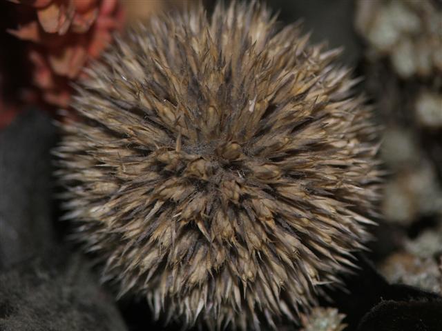 macro off (Small).JPG