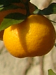 mandarini crop.jpg