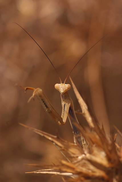 mantide tra spine 2.jpg