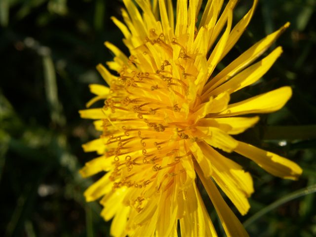 Margherita gialla (10) F 6.3.jpg