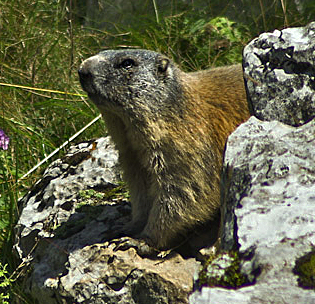 marmotta.jpg