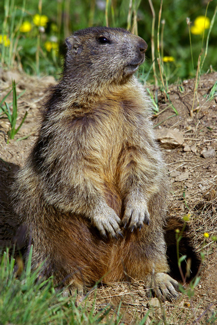 marmotta.jpg