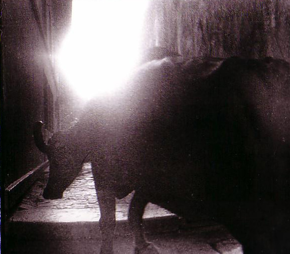 michael ackerman Scan10003.JPG