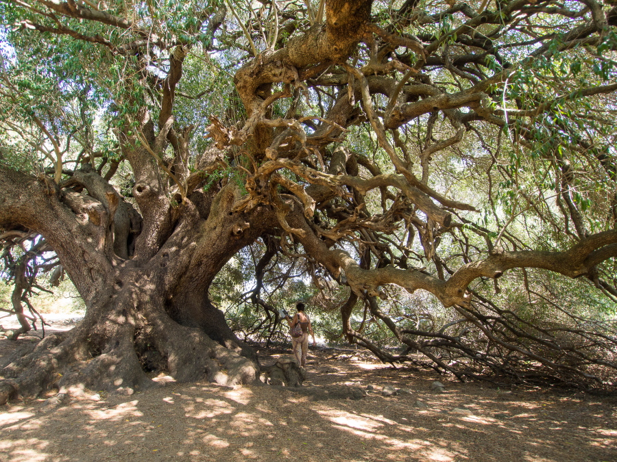 mill col - Copia.jpg