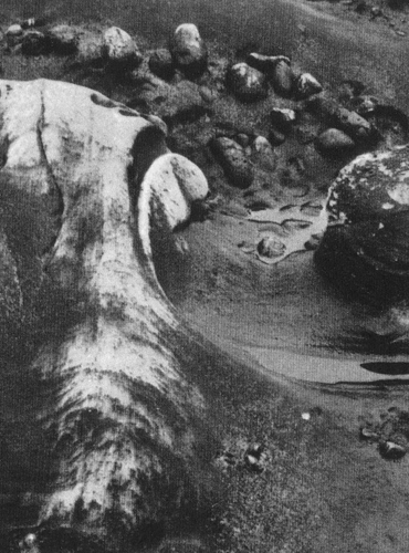 minor white  Scan1910080024.JPG