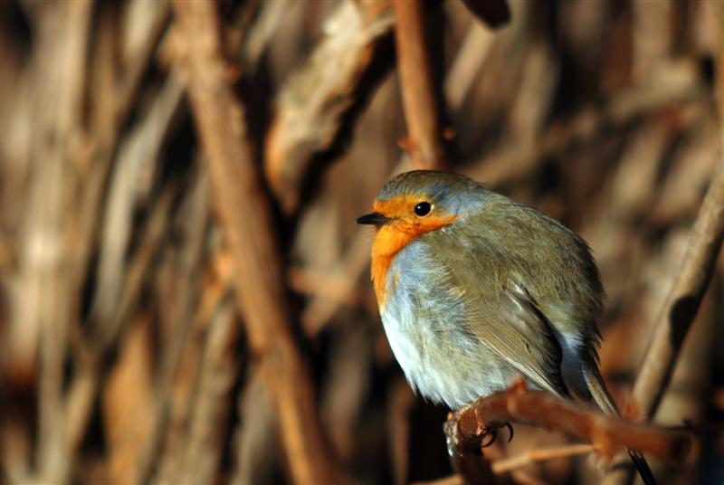 Modifica Pettirosso.JPG