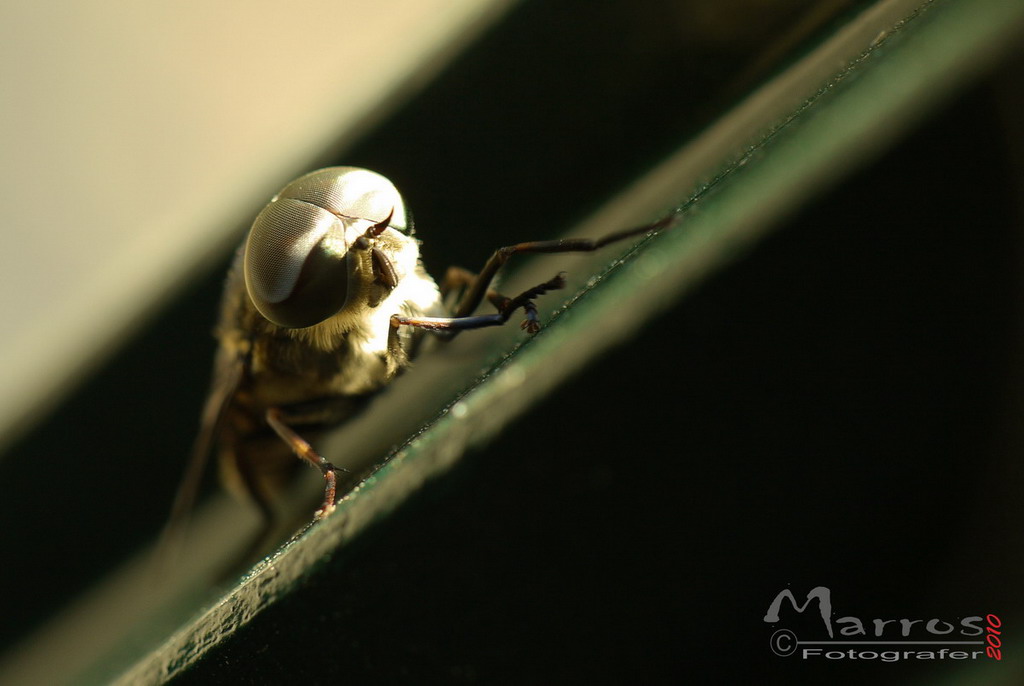 Mosca gf1_1024.jpg