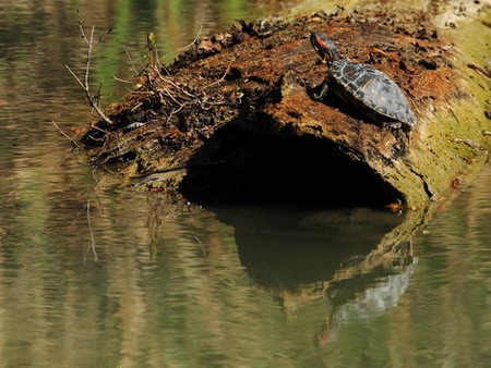 Natura075a.jpg