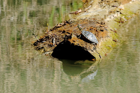 Natura075aa.jpg