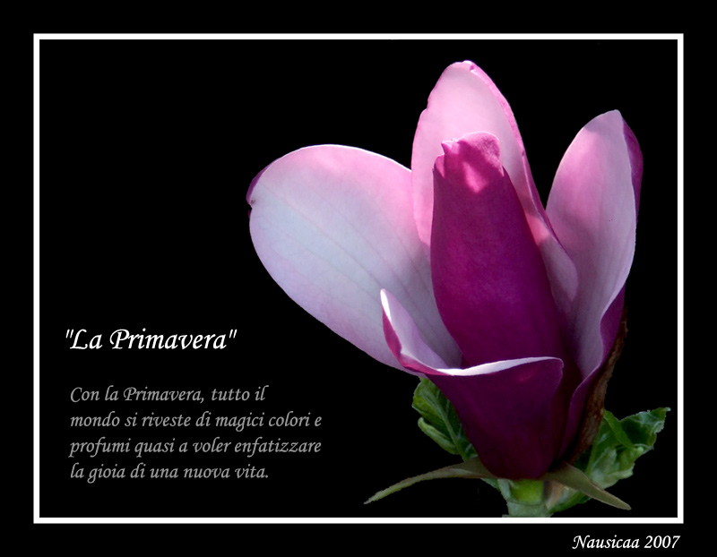 Nausica-Fiore-01.jpg