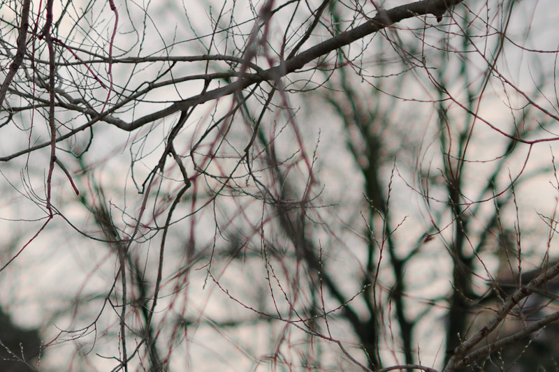 Nikkor 135mm f2.8 AI.jpg