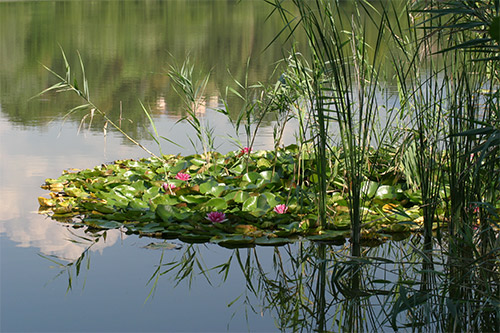 Ninfee.jpg