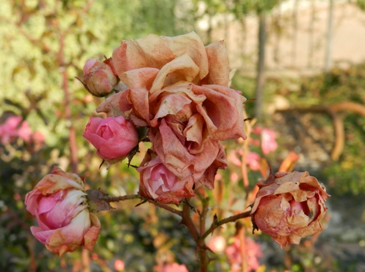 nov2011 033x forum.JPG